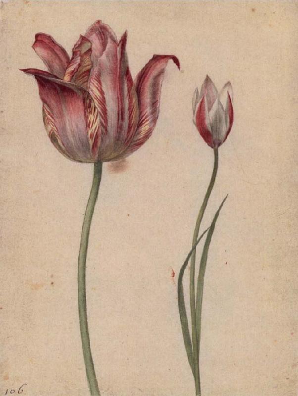 Georg Flegel Two Tulips